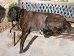 ATILA CANE CORSO - Cane Corso