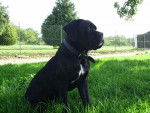 Cane corso femelle - Cane Corso