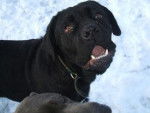 VITTO MON CANE CORSO - Cane Corso