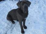 et baghy toujours cane corso - Cane Corso