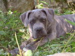 CAMERON CANE CORSO - Cane Corso