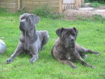 cane corso - Cane Corso