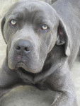 cane corso - Cane Corso
