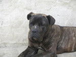 cane corso - Cane Corso