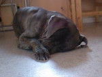 buster cane corso - Cane Corso