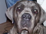 buster cane corso - Cane Corso