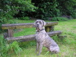 buster ,cane corso - Cane Corso