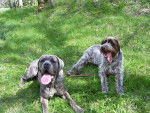 buster cane corso et rocky griffon cortale - Cane Corso
