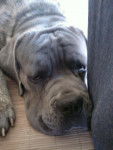 Buster Cane Corso - Cane Corso