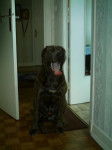 BOSS CANE CORSO - Cane Corso