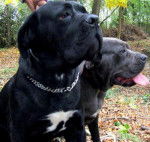 vitto et baghy cane corso - Cane Corso