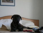 BOSS cane corso - Cane Corso