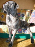 buster cane corso - Cane Corso