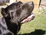 cane corso - Cane Corso