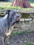 CAMERON CANE CORSO 7 mois - Cane Corso (7 mois)