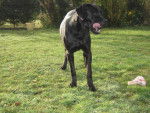 CANE CORSO - Cane Corso