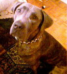 Boss cane corso ... - Cane Corso