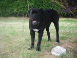 cane corso cerbere - Cane Corso
