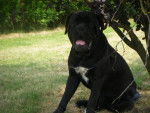 cane corso cerbere - Cane Corso