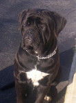cane corso cerbere - Cane Corso