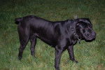 cane corso borka - Cane Corso