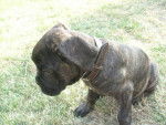 El Che CANE CORSO - Cane Corso
