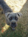 cane corso - Cane Corso