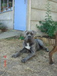 cane corso - Cane Corso