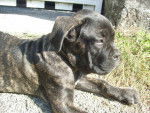 cane corso El Che - Cane Corso