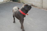 cerbere cane corso - Cane Corso