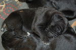 cane corso borka - Cane Corso