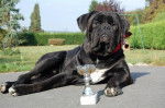 cane corso cerbere - Cane Corso
