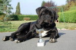 cane corso cerbere - Cane Corso