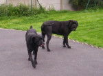 cane corso borka et cerbere - Cane Corso