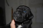 borka cane corso - Cane Corso