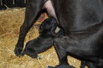 cane corso borka - Cane Corso