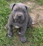 cane corso dogo des rives de l'eaulne - Cane Corso