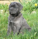 cane corso escort des rives de l'eaulne - Cane Corso