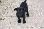 cane corso - Cane Corso