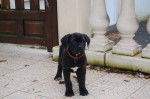 cane corso - Cane Corso