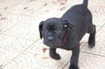 cane corso - Cane Corso