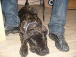 El Che/ cane corso - Cane Corso