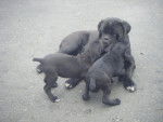 cane corso cerbere - Cane Corso