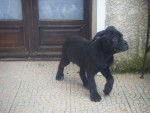 cane corso - Cane Corso