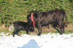cane corso cerbere et elfy - Cane Corso
