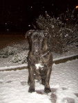 El Che cane corso - Cane Corso