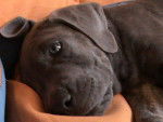 EROS II CANE CORSO - Cane Corso