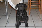 elfy cane corso - Cane Corso
