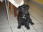 elfy cane corso - Cane Corso