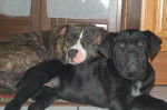 cane corso american staff divine elfy - Cane Corso